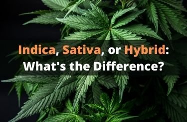 What is the Difference Between Indica, Sativa, and Hybrid?